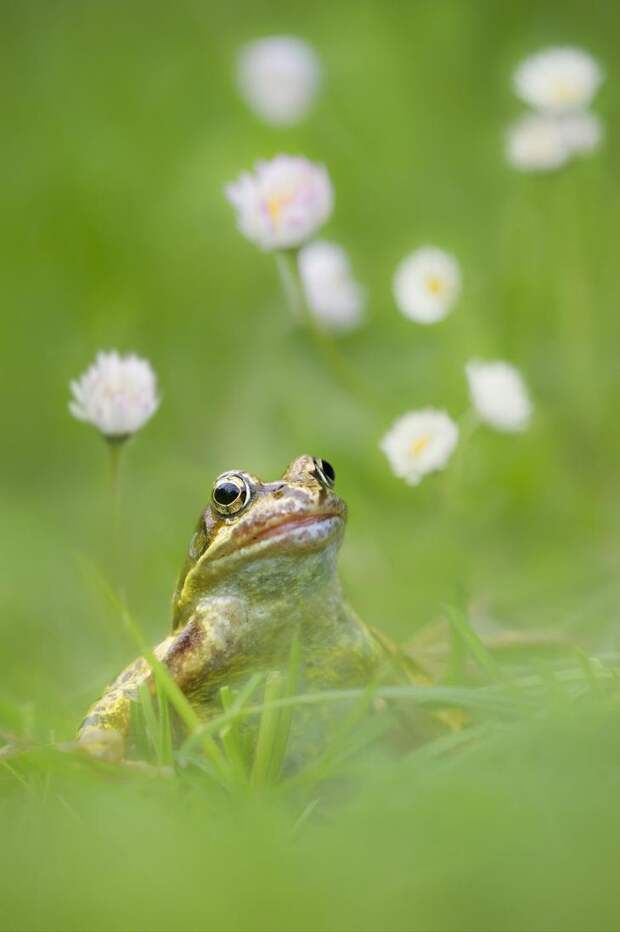 Mandatory Credit: Photo by FLPA/REX Shutterstock (3275278a) Common Frog (Rana temporaria) adult, sitting on grass with daisy flowers, Loughborough, Leicestershire, England Nature