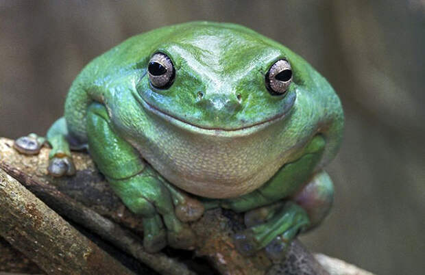 расплывшаяся в улыбке жаба