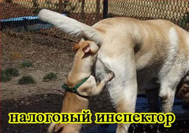 foto-sobaki.narod.ru42