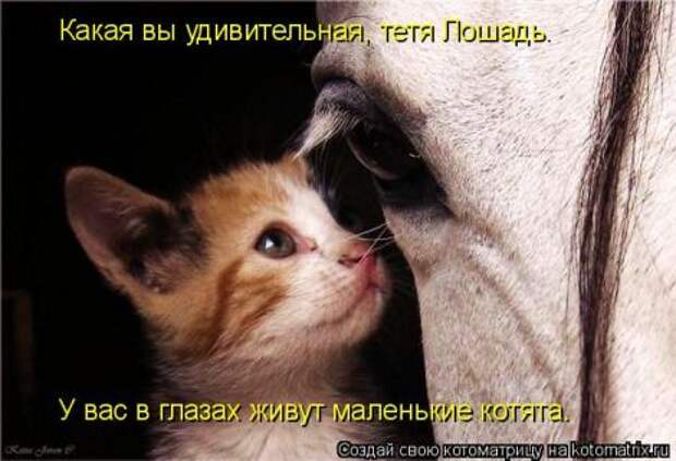смешные фото с маленькими котятами