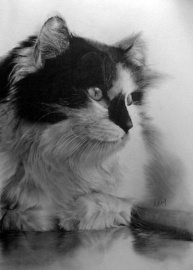 drawncats07 Мастер карандашного наброска — Пол Ланг