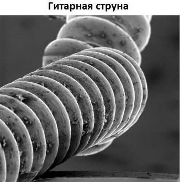 Немного интересного под микроскопом. Немного интересного под микроскопом.