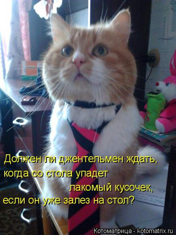 Котяры на приколе и их шаловливые друзья (35 фото)