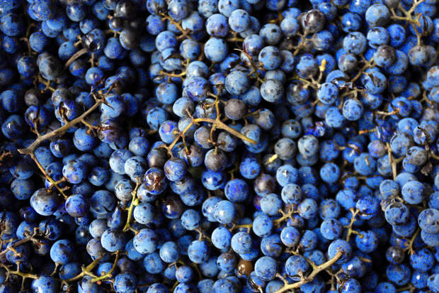 wine