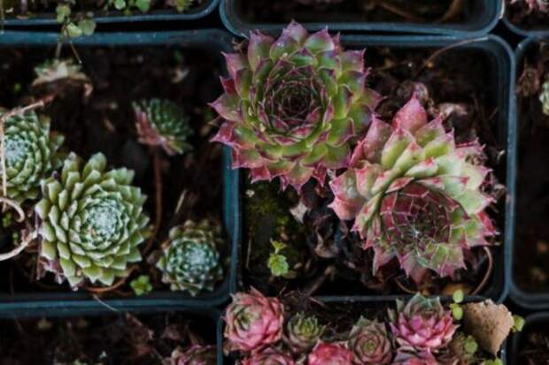 Вытянулся суккулент? Пошаговая инструкция по спасению и омоложению