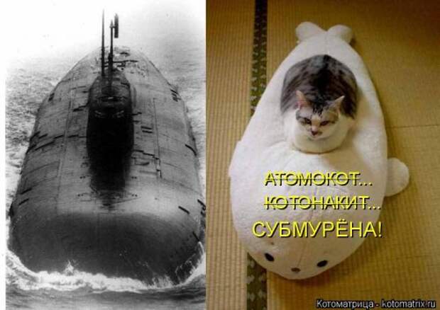 Новая котоматрица (38 фото)