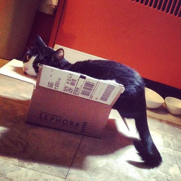 кошка в коробке