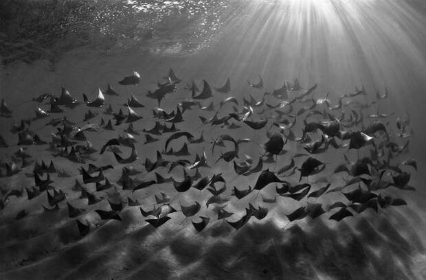 Крутые победители конкурса подводной фотографии Underwater Photographer Of The Year