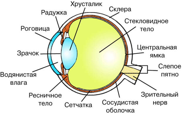 Устройствоглаза человека - схема.