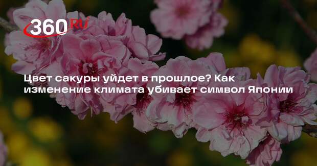 Биолог Сафонов: нужно постепенно заменять старые капризные сорта сакуры на новые