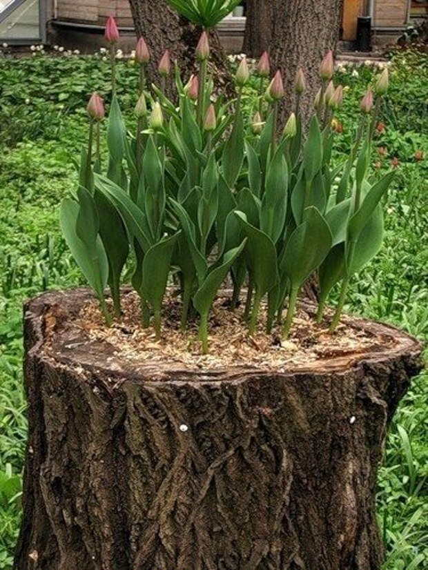 РґР°С‡Р° 19 (375x500, 278Kb)