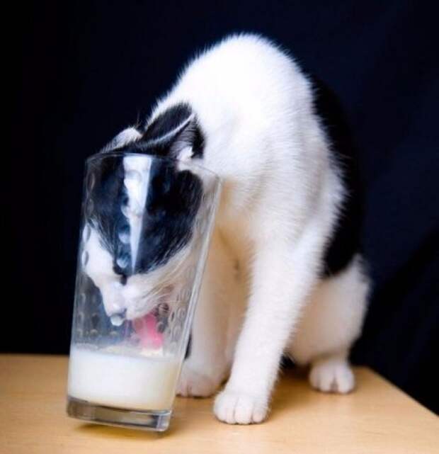 Котэ пойманы с поличным Котэ пойманы с поличным