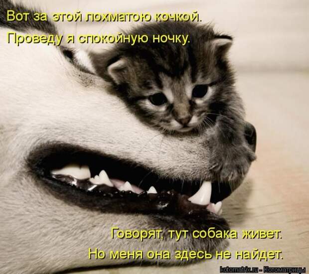 Лучшие котоматрицы недели