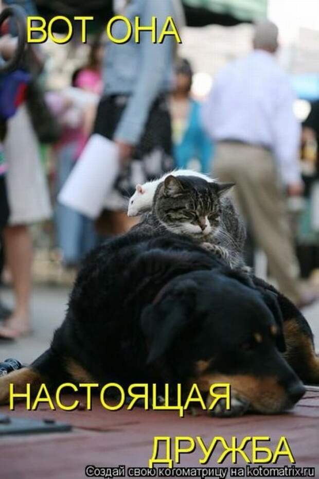 Котоматрица