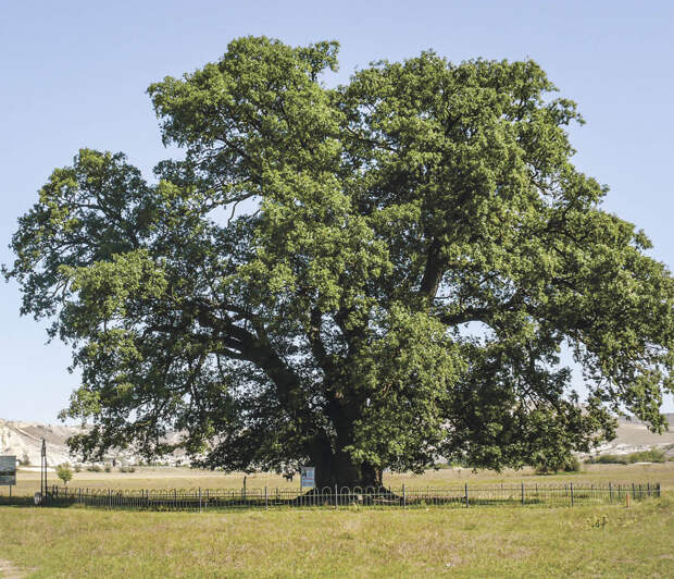 Легенды и история Суворовского дуба в Белогорском районе Крыма