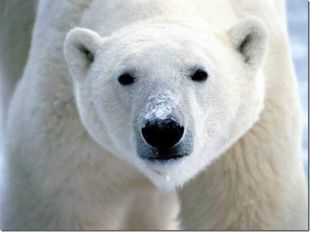 polar-bear-1