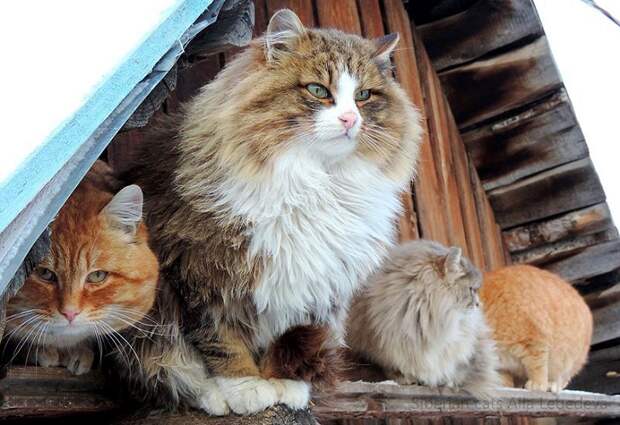 Siberian Cats photo Alla Lebedeva151 Необычная колония рыжих под Барнаулом