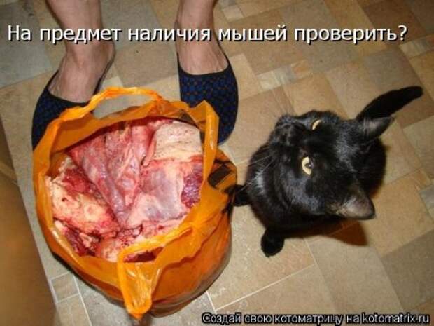Котоматрица на Бугаге (37 фото)