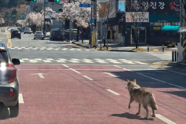 The Sun: в Южной Корее волк сбежал из зоопарка, вырыв туннель