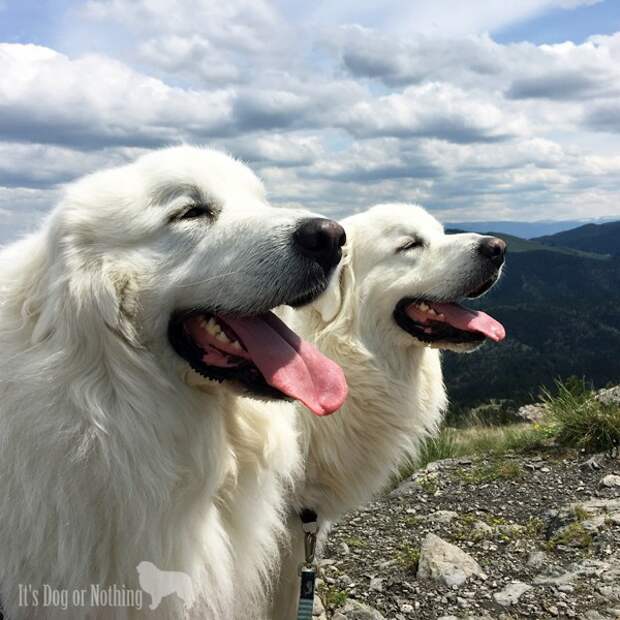 Great Pyrenees with a stunning mountain view