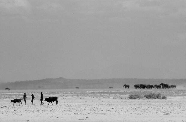 Амбосели, Кения: пастухи масаи со своим скотом и стадо слонов идут на общий водопой.