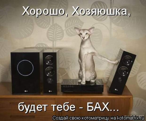 Лучшие котоматрицы недели