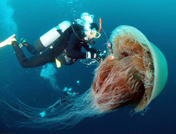 Самая большая медуза. Самые большие животные, животные, рекорды