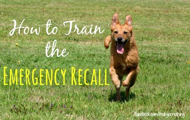 How to Train the Emergency Recall