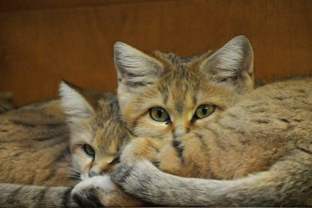 Песочный кот
