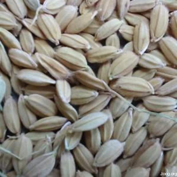 Unhulled_rice