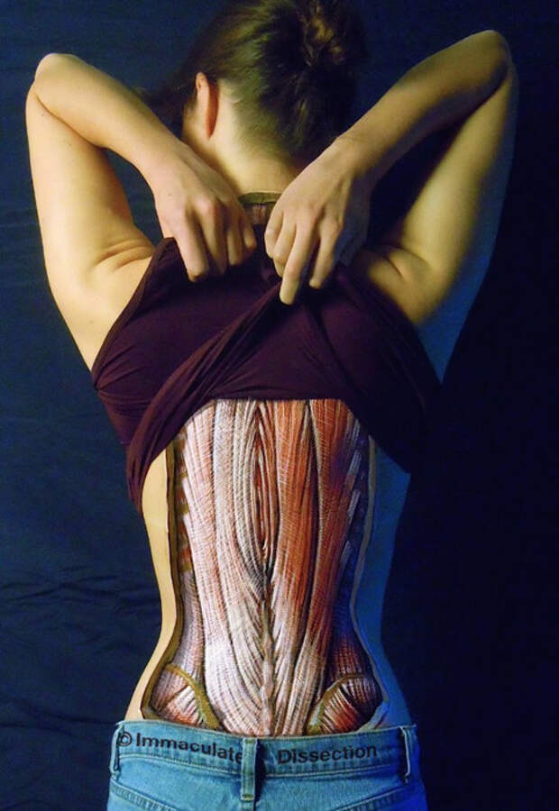 Внутренности напоказ: отличный подход к иллюстрациям по анатомии анатомия, иллюстрация, люди