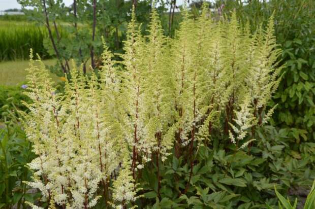 Астильба сорта «Хеппи Спирит» (Astilbe ‘Happy Spirit’) создаст прекрасные контрасты белоснежных соцветий и красных стеблей