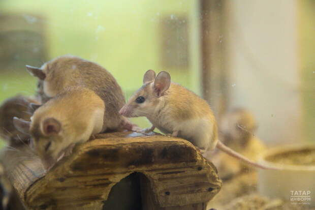 «Заболеваемость может вырасти»: врачи о ситуации с мышиной лихорадкой и клещами в РТ