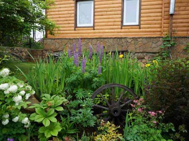 Красивые многолетники для сада Сад своей мечты