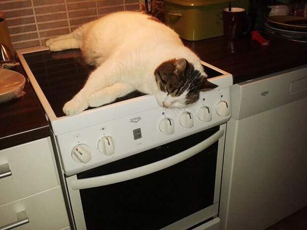 животные греются