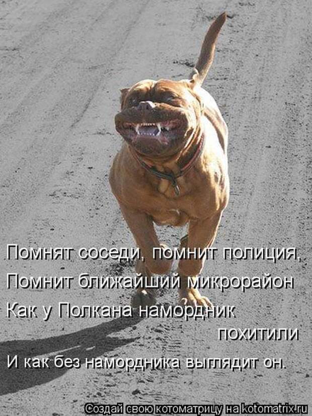 Котоматрицы (картинки с надписями)