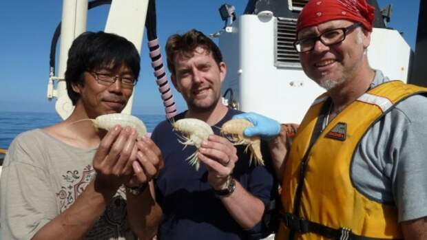 В Новой Зеландии обнаружили гигантскую креветку