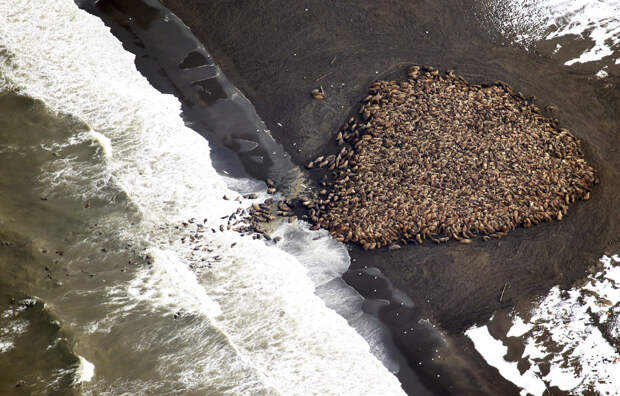 Куча из 35 000 моржей на Аляске