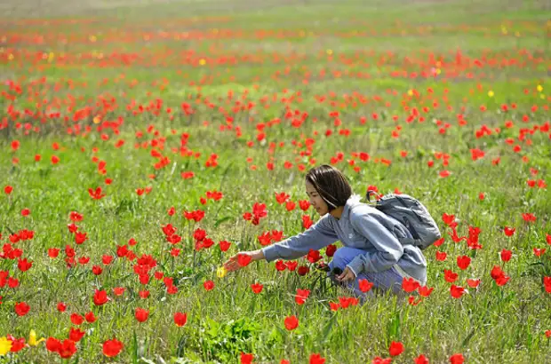 Где и когда в России можно полюбоваться цветочными пейзажами?