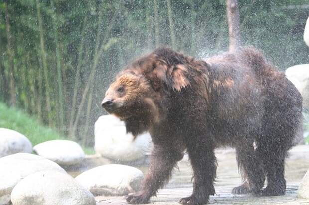 Преображение медведя Цезаря, спасённого из китайской фермы по производству желчи
