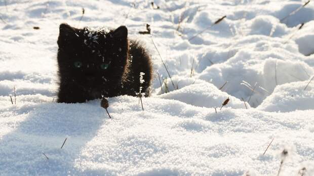 black-cat-black-black-and-2570372-1920x1080.jpg