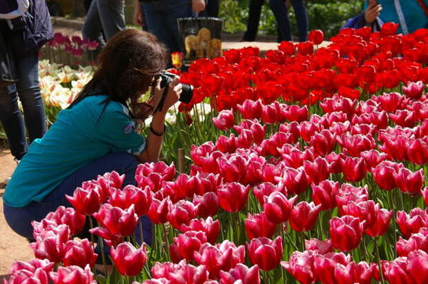 Выставочный участок - парад тюльпанов в Никите, Крым, фото автора