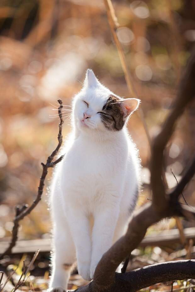Кошки в фотографиях Сэйдзи Мамия
