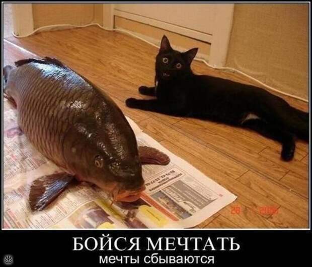 Забавные и жизнерадостные звери 4