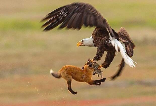 Белоголовый орлан-клептопаразит украл кролика у лисы. И вот как это было добыча, животные, кролик, лиса, орлан, охота