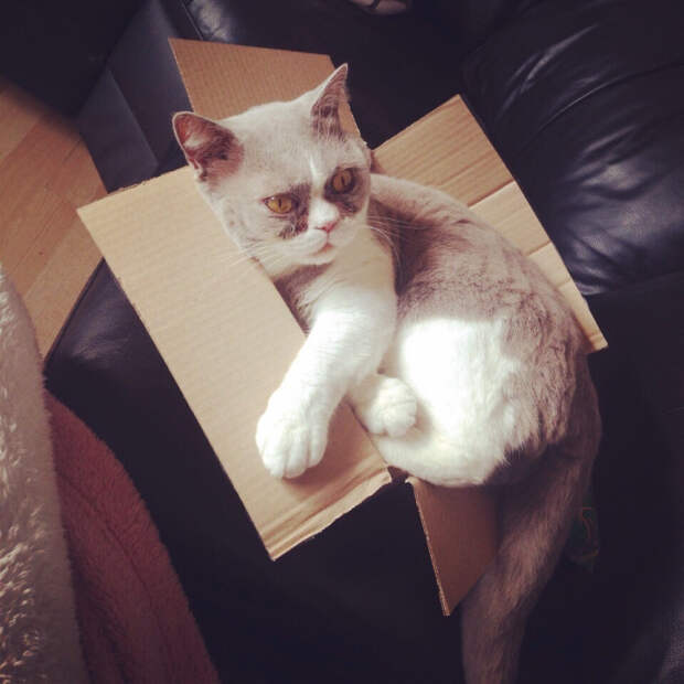 кошка в коробке
