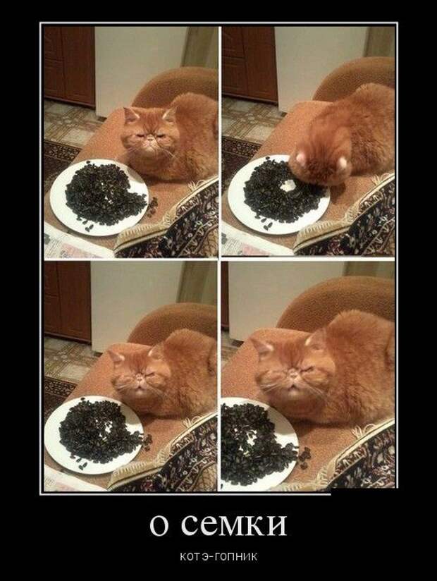 Демотиваторы (30 фото) Демотиваторы (30 фото)