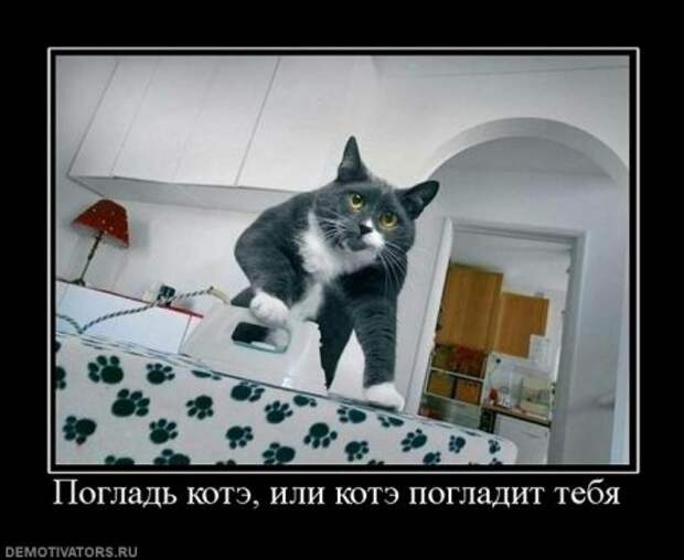 Демотиваторы про котэ, почти как котоматрицы!
