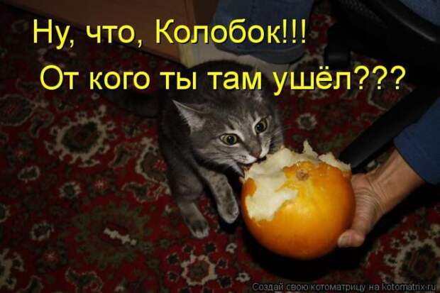 Лучшие котоматрицы недели