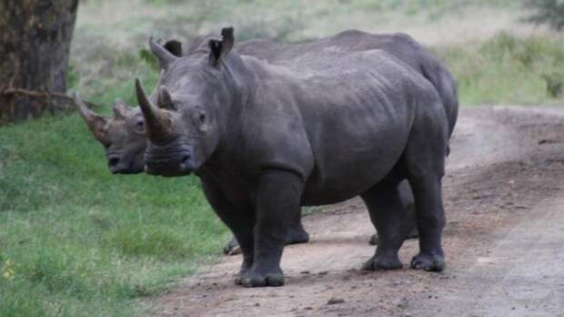 Носорог хищник или травоядное животное? Чем питается носорог?